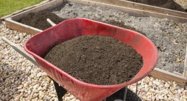 Čím lépe krmit kosatce, pravidla a načasování hnojení